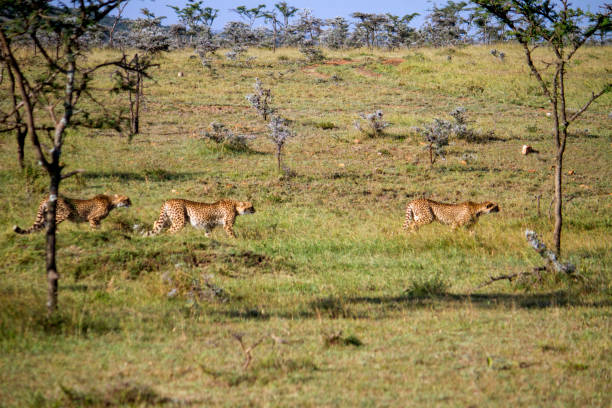 istock Cheetahs In Wildlife Refuge 924635286