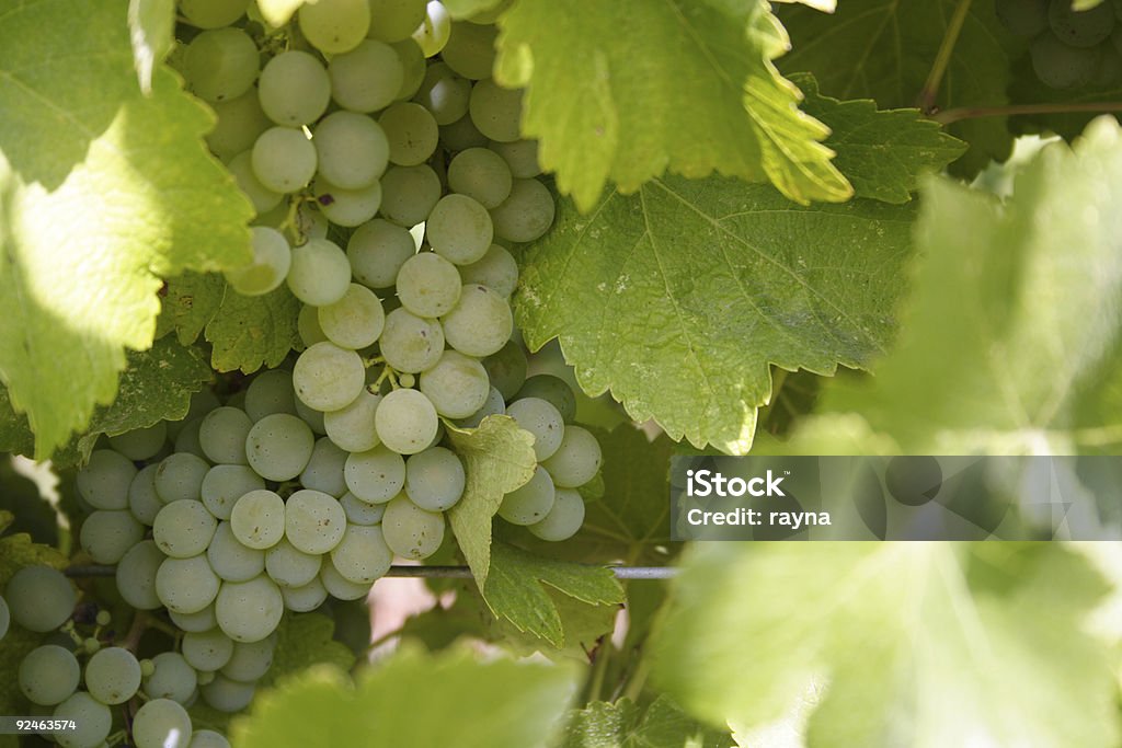Winogrona do produkcji wina - Zbiór zdjęć royalty-free (Bez ludzi)