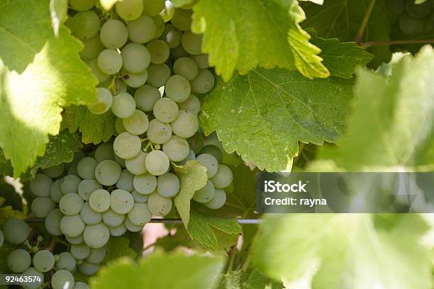 Winogrona Do Produkcji Wina - zdjęcia stockowe i więcej obrazów Bez ludzi - Bez ludzi, Białe winogrono, Dojrzały