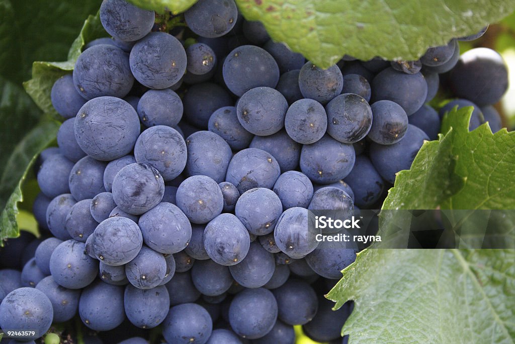 VINO, uvas - Foto de stock de Aire libre libre de derechos