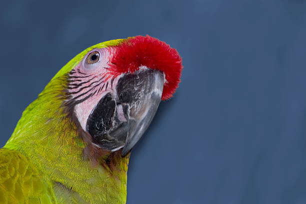 Bird: Parrot Head Shot stock photo