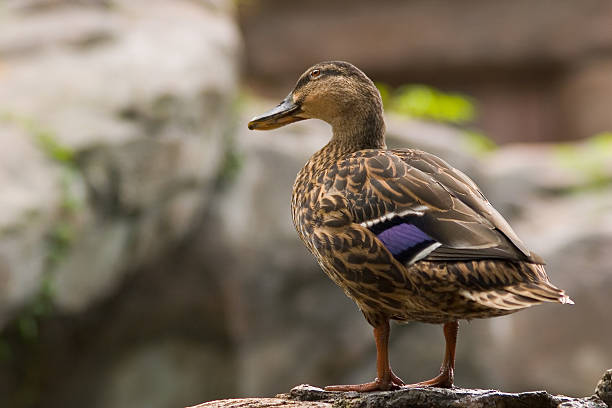 Duck: Mallard stock photo