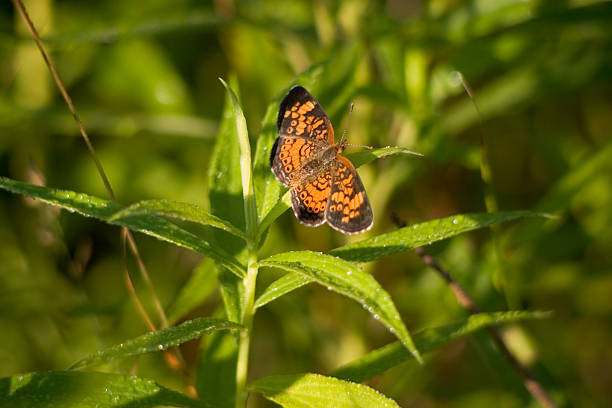 Orange or yellow color butterfly on little flower stem.
