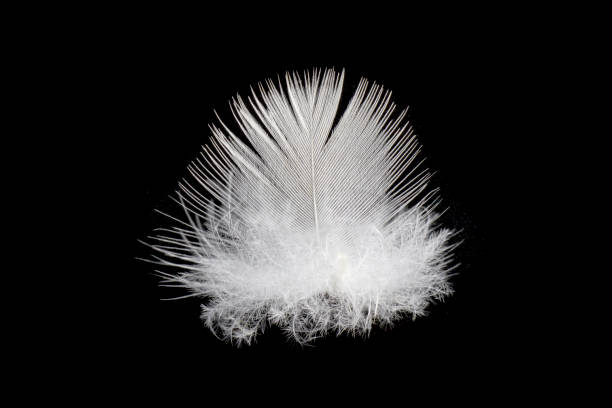 Close up white bird feather,soft and sooth feather for comfortable bed concept. Close up white bird feather,soft and sooth feather for comfortable bed concept. sooth stock pictures, royalty-free photos & images