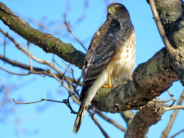 istock Thornhill the Coopers Hawk on a tree 2018 924640668