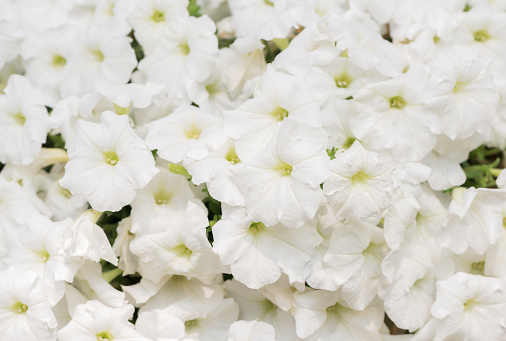 beautiful white Petunia flower on top view, flower background concept