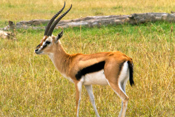 Gazelle Side View In Africa Stock Photo - Download Image Now