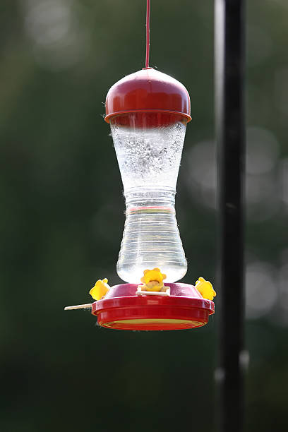 Hummingbird Feeder  blue chinned sapphire hummingbird stock pictures, royalty-free photos & images