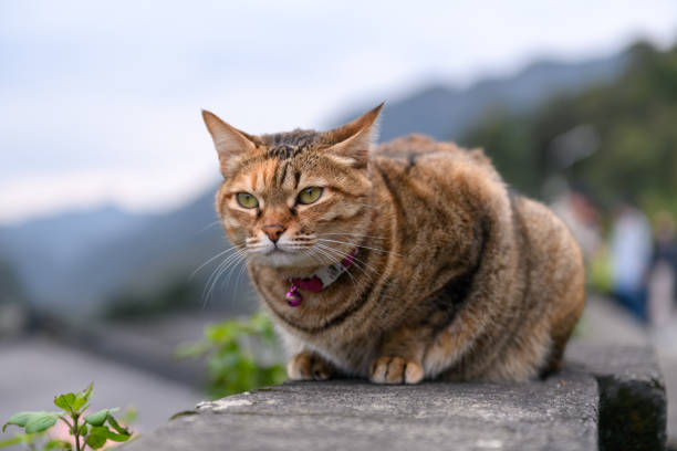 istock Stray Cats, shooting outdoors 924641828