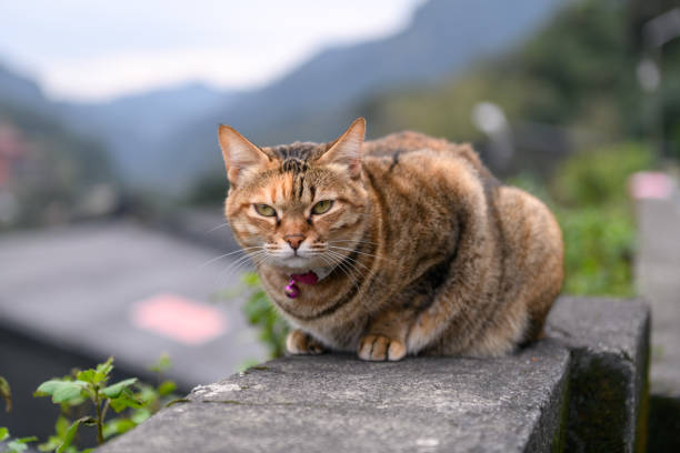 istock Stray Cats, shooting outdoors 924641844