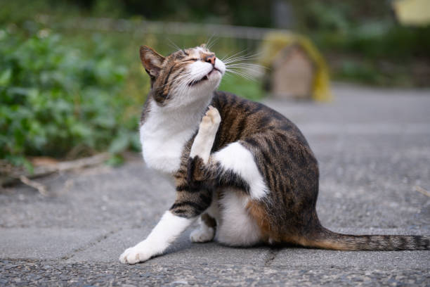 istock Stray Cats, shooting outdoors 924641864