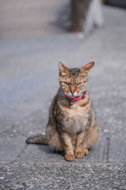 istock Stray Cats, shooting outdoors 924641870