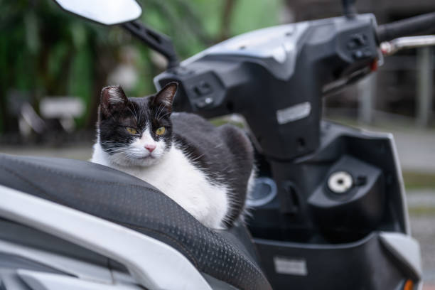 istock Stray Cats, shooting outdoors 924641896