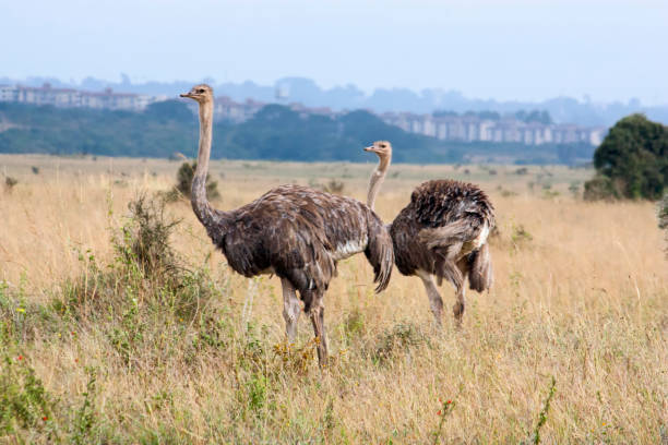 istock Ostriches in Africa 924642120
