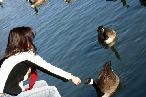 man in coat feeding   swans and cygnets on shore lake on summer day