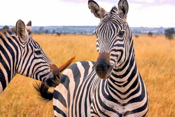 istock Two Zebras in Wildlife Reserve in Africa 924643448