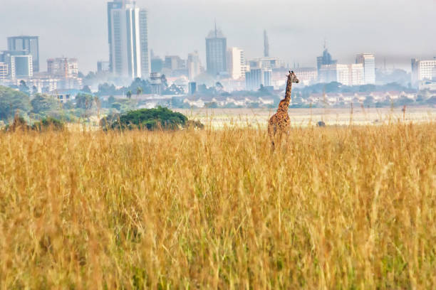 istock Wild Giraffe in Distance in Africa 924643668