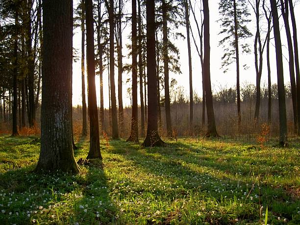 foresta di primavera - masuren foto e immagini stock