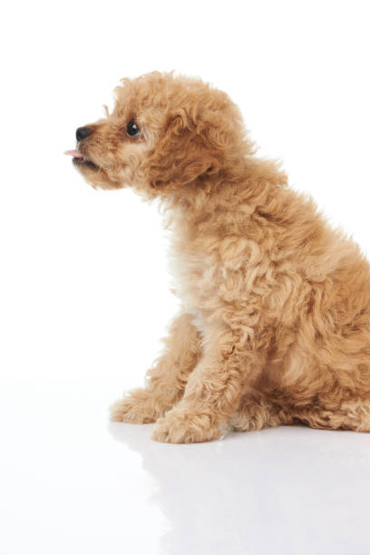 istock Profile portrait of puppy dog 924644412
