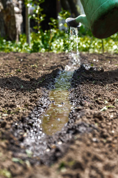 istock Water the soil from the watering can. Close-up, concept gardening, yard work 924645014