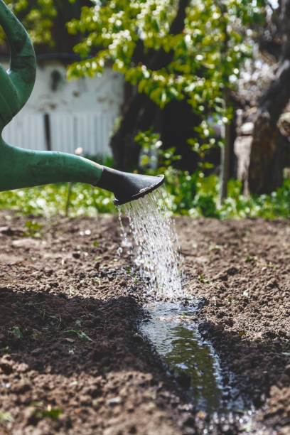 istock Water the soil from the watering can. Close-up, concept gardening, yard work 924645018