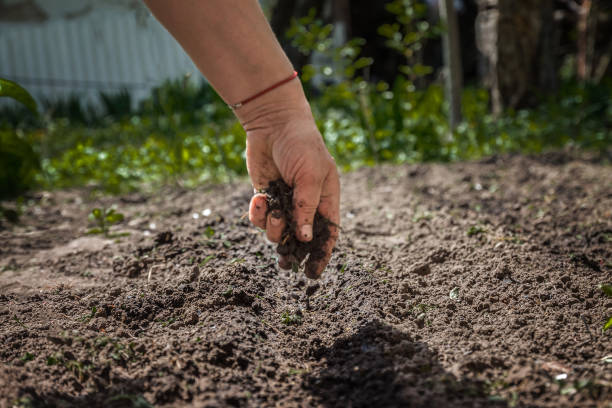 The hand of an elderly woman pours the earth on sowing. The concept of gardening, life on earth, style stock photo