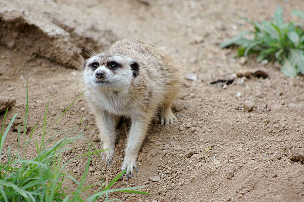 istock meerkat, Suricata suricatta 92464545