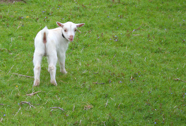 Little white goat stock photo