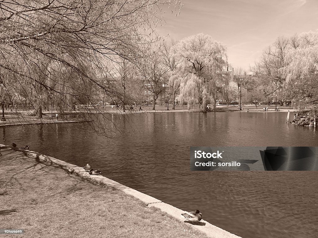 Boston Public Gardens in den Frühling - Lizenzfrei Aquatisches Lebewesen Stock-Foto