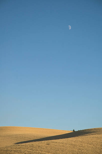 Mond über Wheat Field – Foto