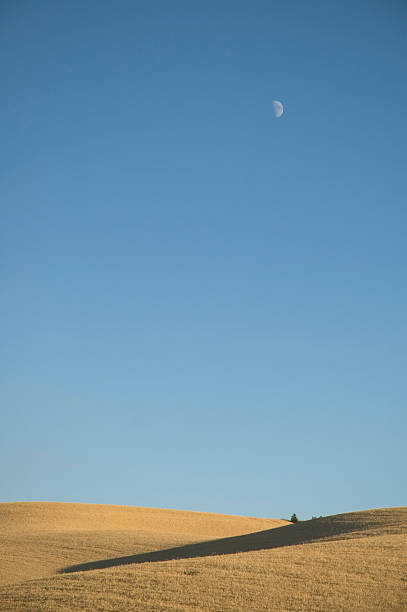 Lua sobre campo de Trigo - fotografia de stock