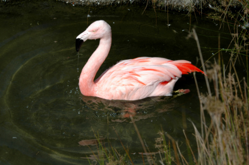 The lesser flamingo (Phoenicopterus minor) is a species of flamingo occurring in sub-Saharan Africa. Lake Nakuru National Park, Kenya. Feeding.