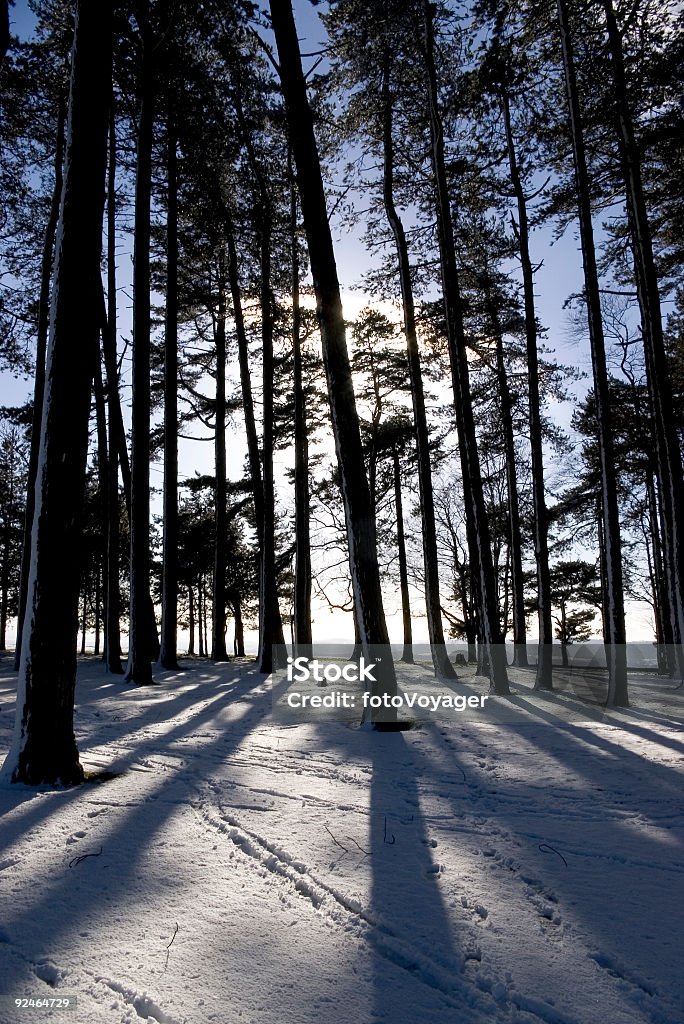 Árvores e sombras na neve. - Foto de stock de Bosque - Floresta royalty-free
