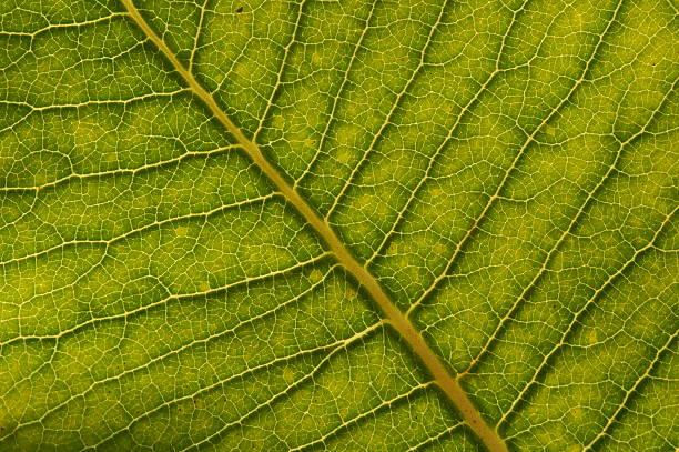 Verde veias - fotografia de stock