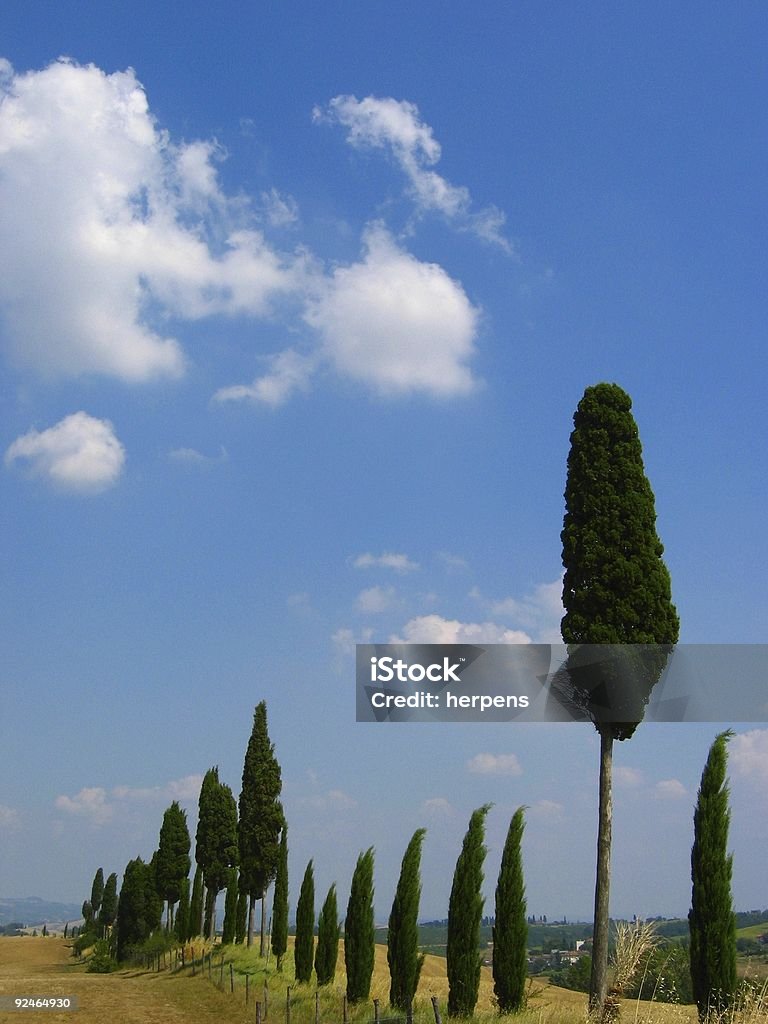 Cypress hill in Toscana - Foto stock royalty-free di Albero