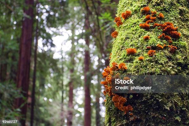 Wzrostu Na Zielone Drzewa Pomarańczowe - zdjęcia stockowe i więcej obrazów Liść - Liść, Park Narodowy Redwood, Redwood