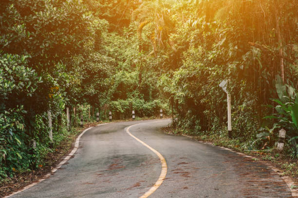 istock road in the forest.Beautiful nature trail 924652392