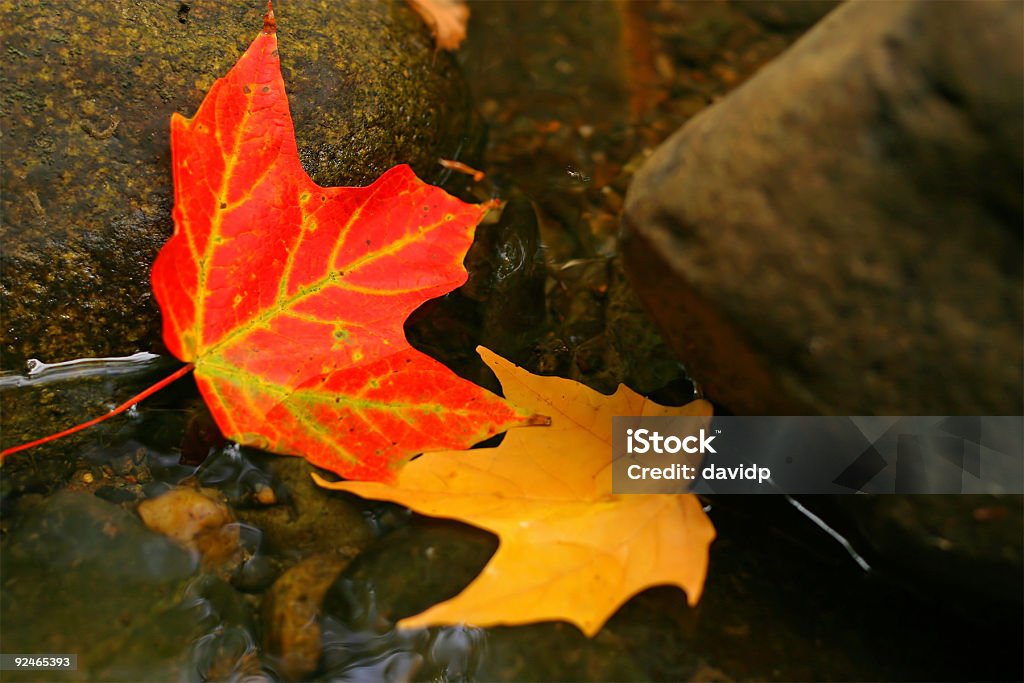 Fallen の葉 - カエデのロイヤリティフリーストックフォト