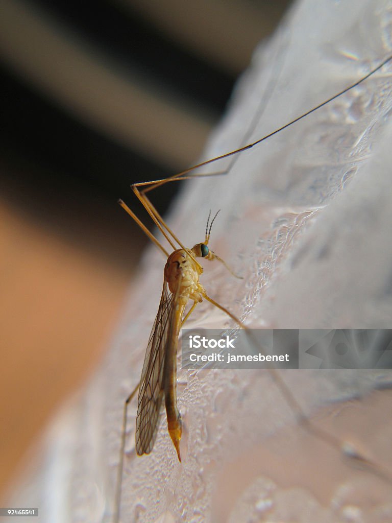 Crane Fly on Bottled Water  Yellow Fever Stock Photo