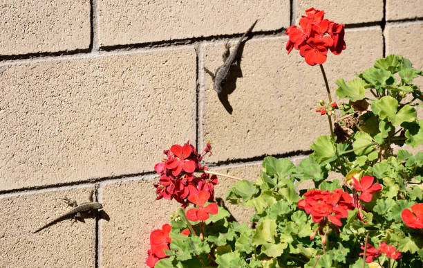 A snapshot of a pair of lizards milling about on a brick wall near a rose bush in my backyard.