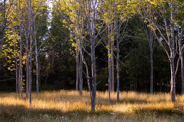 trees in meadow at sunset stock photo