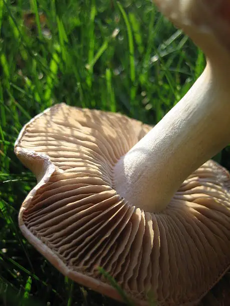 A mushroom that decided to grow on the lawn. Use with caution in any publication related to food, since this mushroom is likely poisonous.