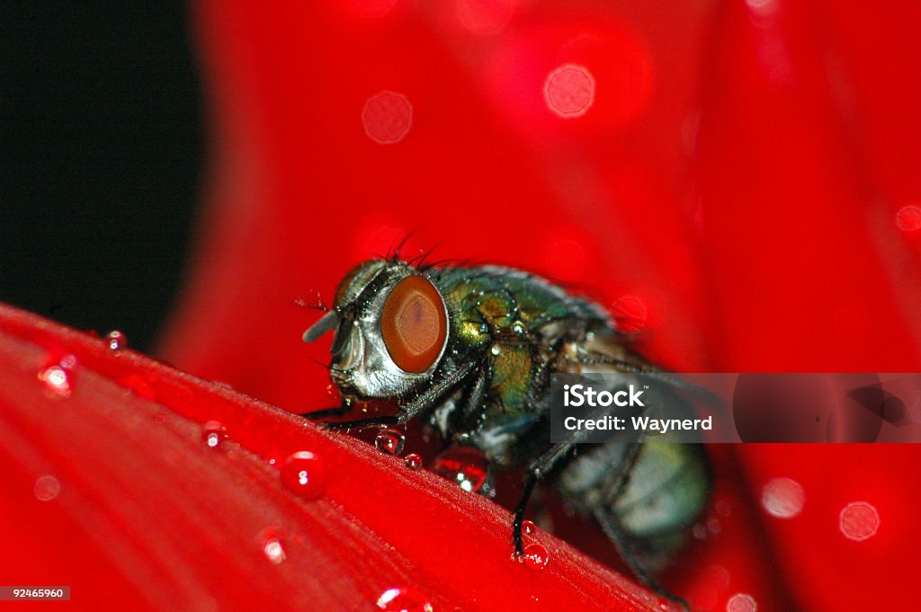 Wet Macro mouche sur rouge - Photo de Insecte libre de droits