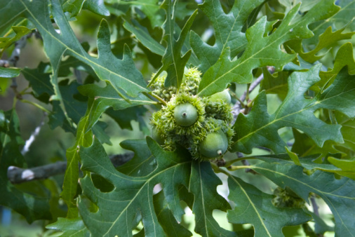 Quercus robur tree branch close up