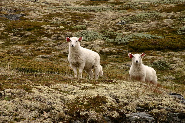 Sheeps  gawp stock pictures, royalty-free photos & images