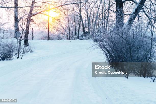 Path In The Misty Winter Forest Stock Photo - Download Image Now - Beauty, Belarus, Blue