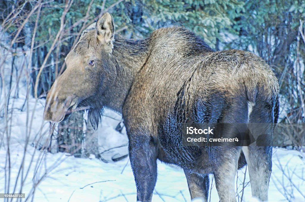 Moose - Alaskan Moose Picture of Moose in Alaska. Young moose was looking for food in deep snow.  Winter made food scarce and traveling hard for this young moose. Adversity Stock Photo