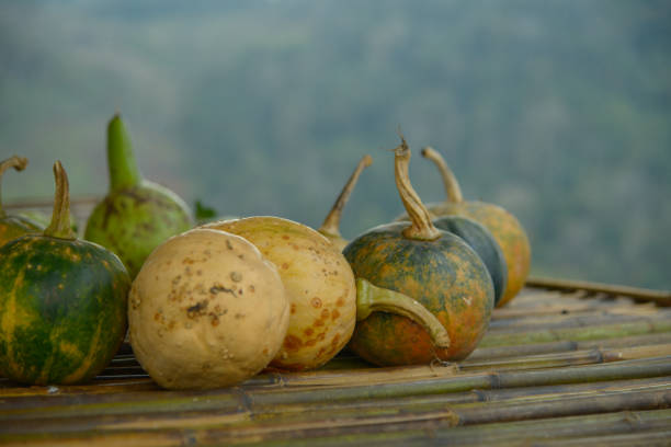 Pumpkins that villagers collect.