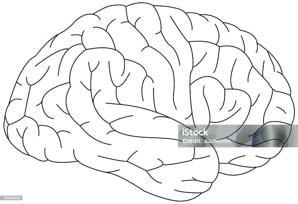 Cerebro humano - Ilustración de stock de Anatomía libre de derechos