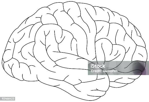 Cerveau Humain Vecteurs libres de droits et plus d'images vectorielles de Anatomie - Anatomie, Cerveau humain, Dessin au crayon